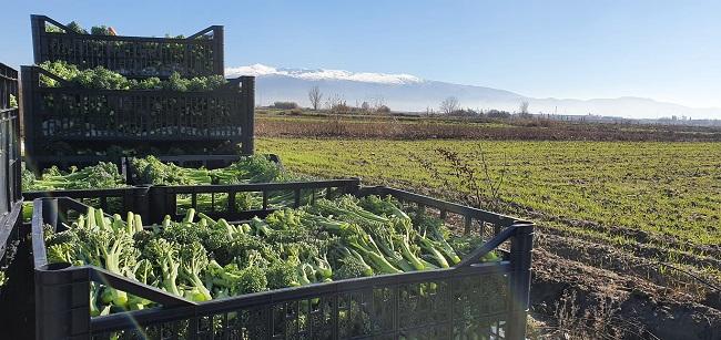 Hace tres años que comenzó a cultivarse en Vegas del Genil. La campaña se ha cerrado con más de 200 toneladas de bimi recolectada.