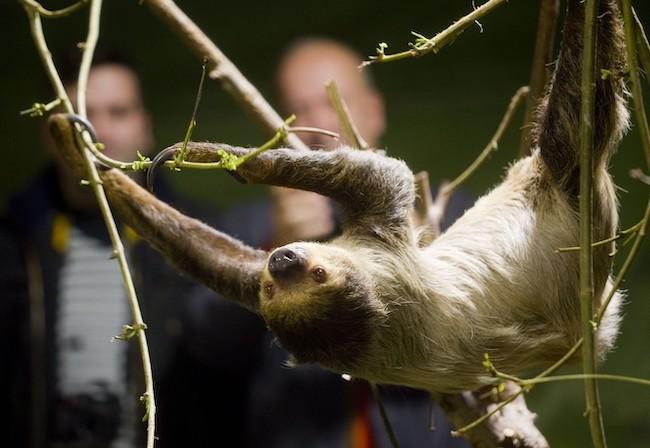 La cria de perezoso.