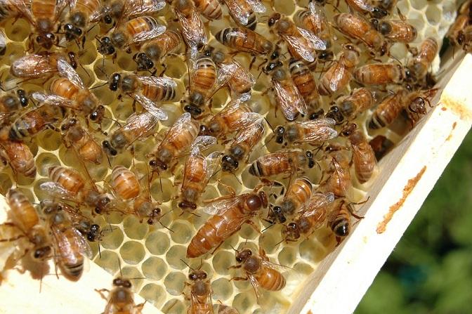 Las colonias de abejas forman redes con papeles específicos.