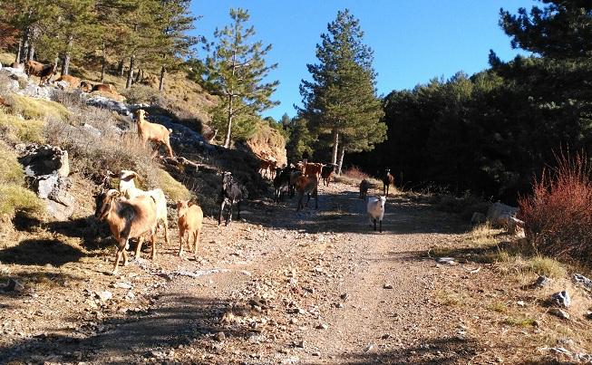 Rebaño de cabras en Sierra Nevada. 