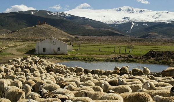 Siete agrupaciones han recibido estas ayudas. Siete agrupaciones han recibido estas ayudas.
