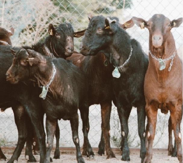 Cabras de la raza murciano-granadina. 