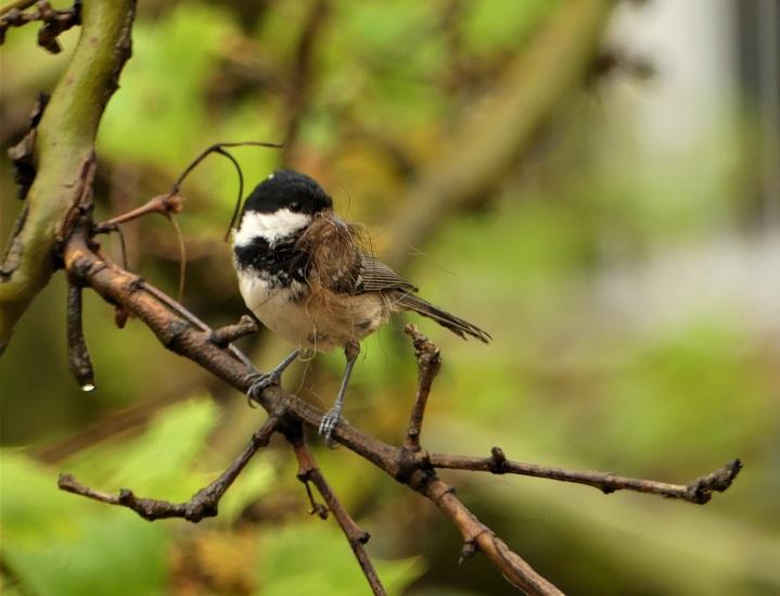 Carbonero, propio de zonas urbanas integradoras de áreas verdes.  