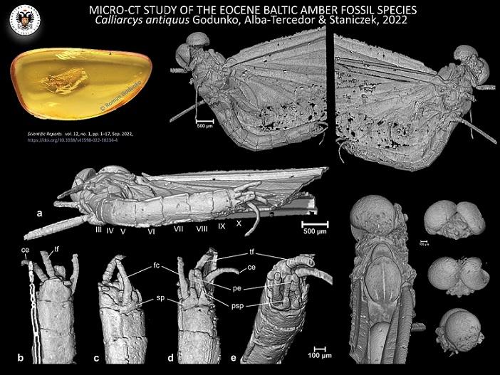 Imagen microtomográfica del insecto descubierto.