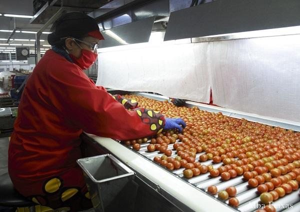 Cadena de producción de la cooperativa La Palma de Carchuna. 