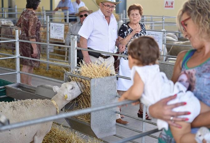 Cordero segureño en una feria del sector ganadero.