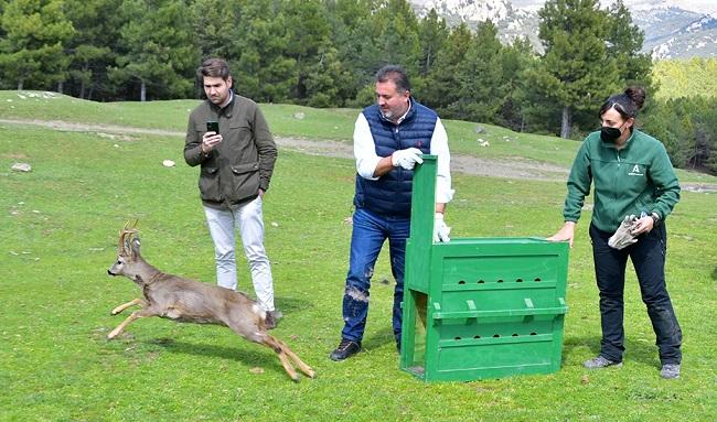 Suelta de un corzo en la provincia.