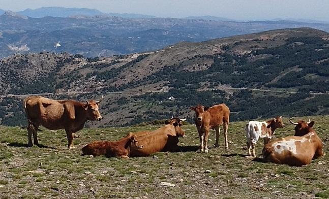 Vacas en Sierra Nevada. 
