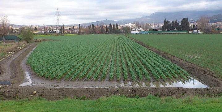 Imagen de archivo de un cultivo en la Vega.