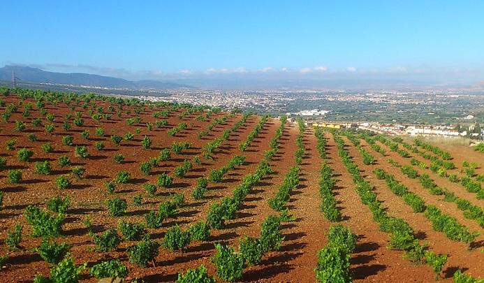 Viñedos en Huétor Vega.