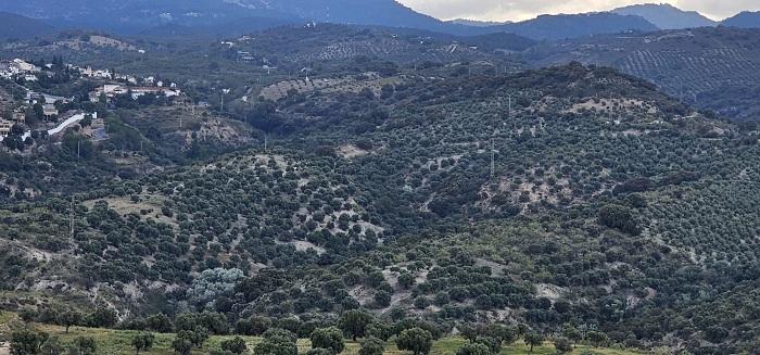 Zona donde están previsto ubicar las tres plantas fotovoltaicas, con El Fargue a la derecha.