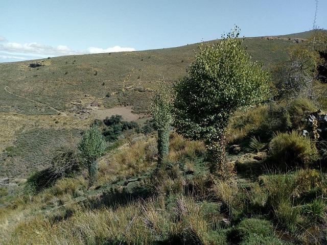 Abedules protegidos de animales hervíboros con una malla metálica en Sierra Nevada.