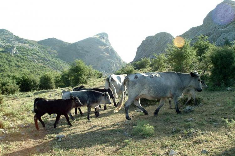 Vacuno ecológico en la Sierra de Huétor. 