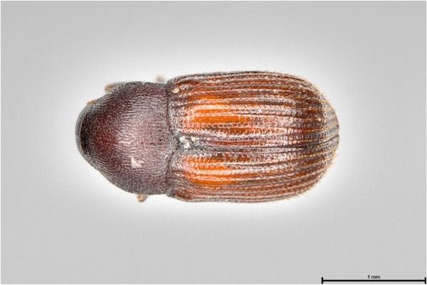 Imagen del Pagiocerus frontalis.