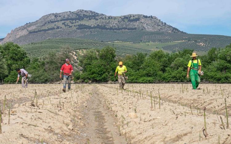 Recogida de 'verdeo' del espárrago en el campo granadino.