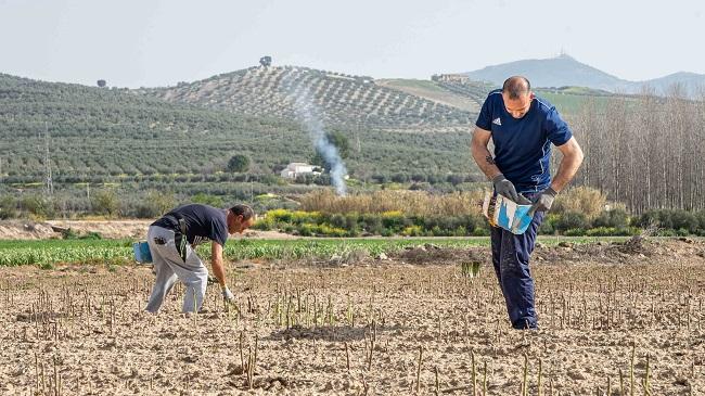 La campaña del espárrago comienza con previsiones al alza.