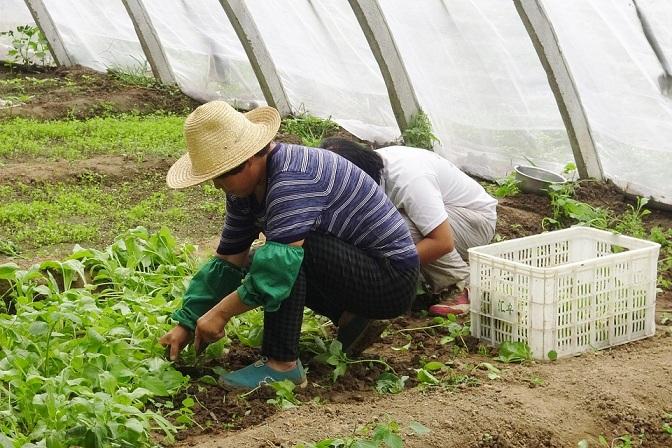 La agricultura, una de las principales fuentes de empleo para los extranjeros.