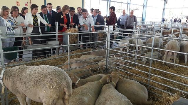 Ovejas en la Feria Agroganadera de Huéscar.