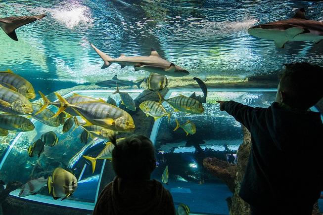 Acuario del Biodomo del museo científico granadino. 