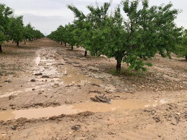 Almendros inundados, en imagen de archivo.