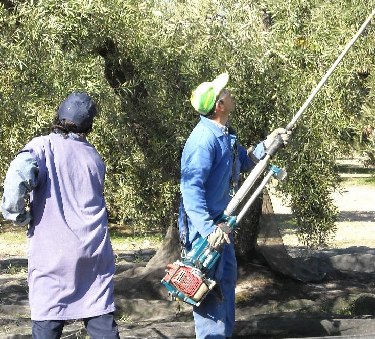 La campaña del olivar aporta mucho empleo en Granada. 