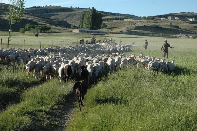 Se mantienen limitaciones en el acceso a los pastos y determinados movimientos.