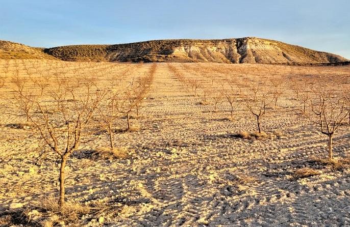 Almendros que se quedarán sin ayudas, pese a estar en un área claramente en riesgo de desertificación.