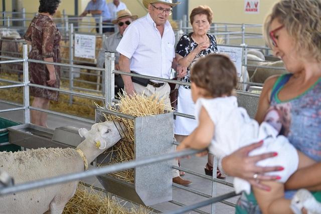 Se expondrán 300 ovejas de varias provincias. 