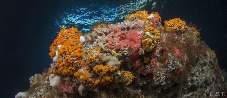 La belleza de los fondos marinos del litoral granadino.