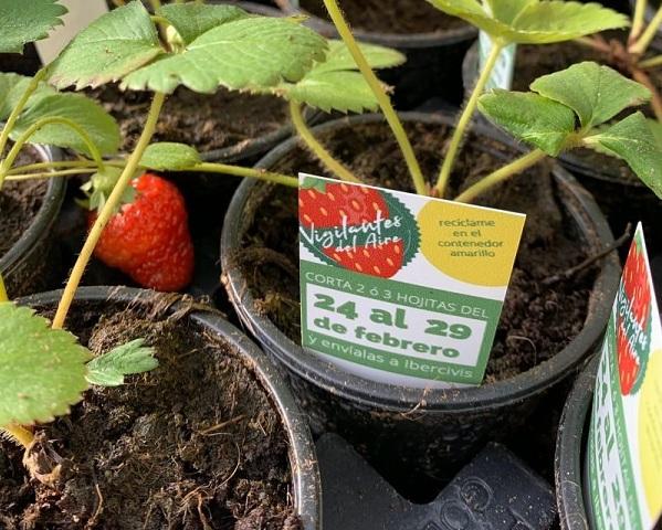 Planta de fresa para medir la calidad del aire Planta de fresa para medir la calidad del aire.
