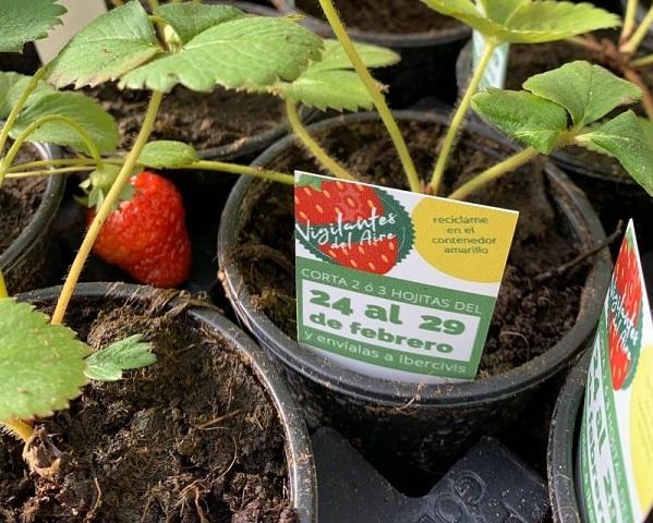 Planta de fresa para medir la calidad del aire.