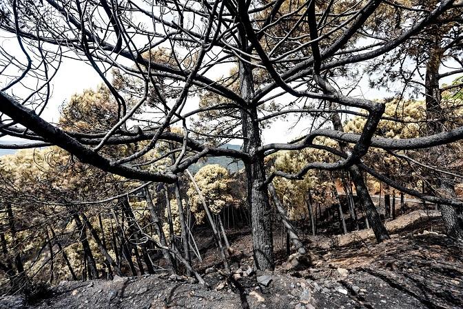 Una de las zonas quemadas por el fuego en Sierra Bermeja.