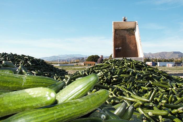 Los pepinos se han acumulado en el Cortijo del Conde.