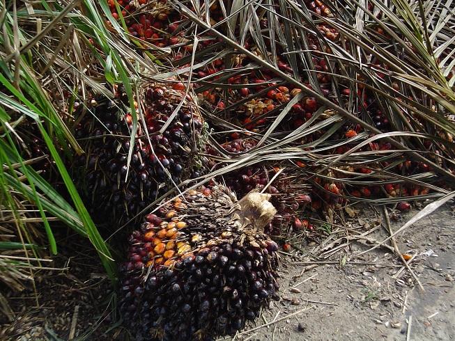 Plantas de donde se obtiene el aceite de palma.