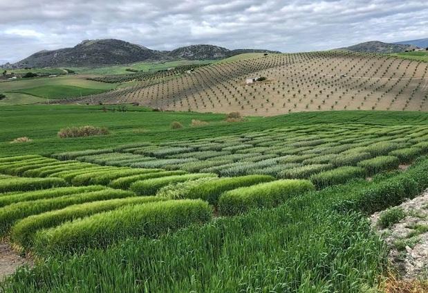 Cultivos controlados por la tecnología de Graniot.