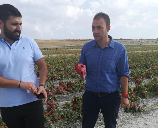 El delegado de Agricultura muestra un pimiento agujereado por el granizo El delegado de Agricultura muestra un pimiento agujereado por el granizo.