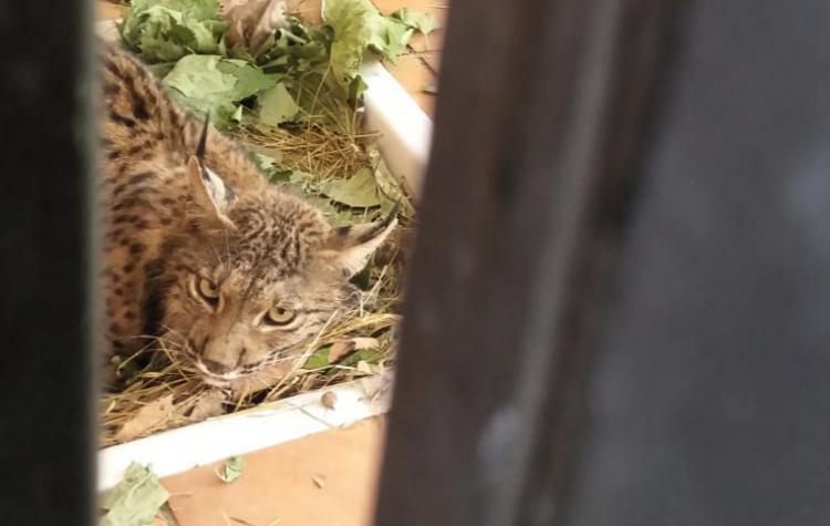 Litio, un lince 'viajero' que tuvo que recuperarse en Pinos Genil hace unos años.