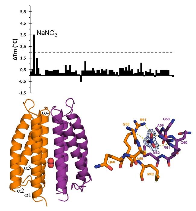 Estructura tridimensional del receptor McpN (izquierda) y el centro activo de reconocimiento del nitrato (derecha)