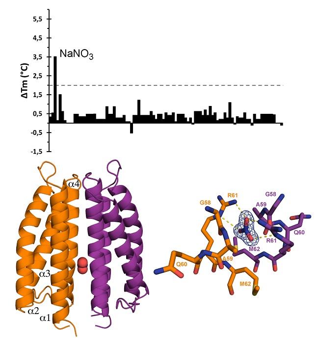 Estructura tridimensional del receptor McpN (izquierda) y el centro activo de reconocimiento del nitrato (derecha) Estructura tridimensional del receptor McpN (izquierda) y el centro activo de reconocimiento del nitrato (derecha)