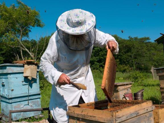 Un apicultor de la provincia extrae miel de los panales. 