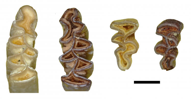 Molares de la nueva especie Manchenomys orcensis. La mayoría de roedores fósiles han sido descritos a partir de sus dientes. La escala representa un milímetro.
