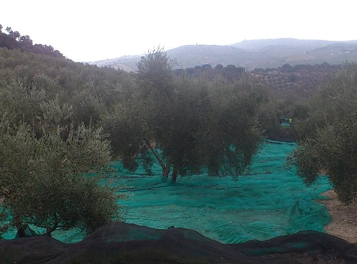 Recogida de la aceituna en Montefrío. 