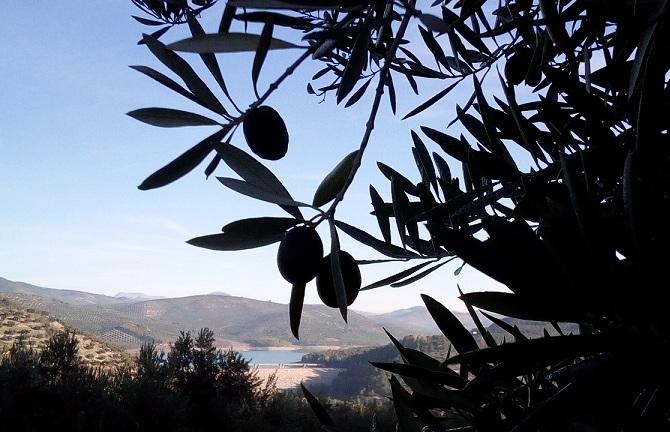 Aceitunas en olivos junto al embalse de Colomera. 