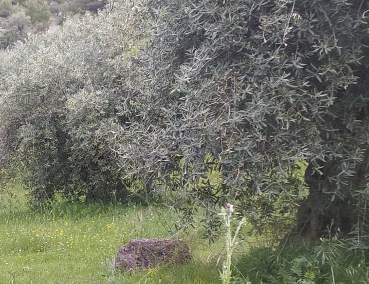 Olivos en floración por la zona de Quéntar