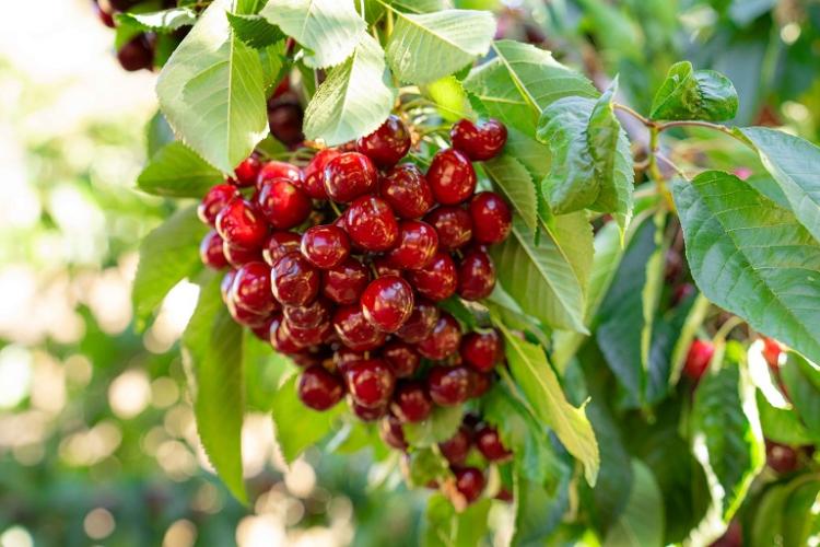 Cerezas de la cooperativa Maitena del Genil. 