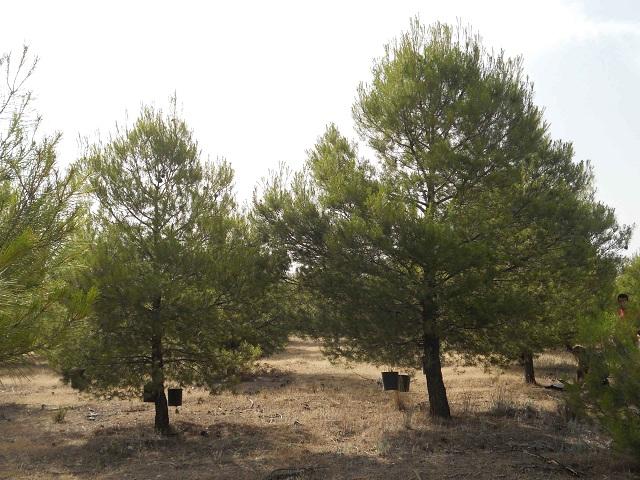 Pinos con las macetas colocadas al azar para la recogida del desfronde.