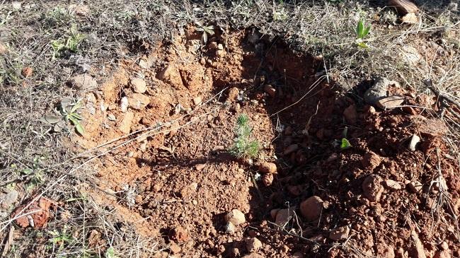 Unas de las plantas sembradas por la Asociación.