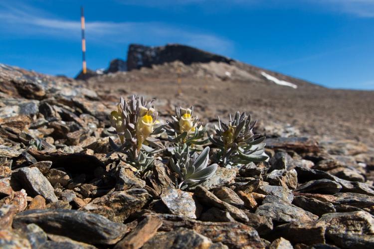 Uno de los endemismos en Sierra Nevada.