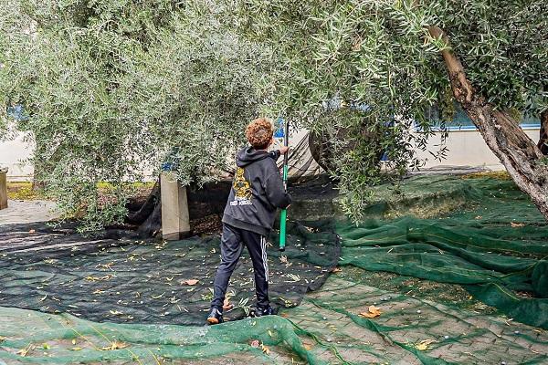 Recogida de la aceituna en el Parque de las Ciencias.