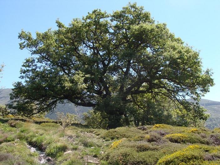 Bello ejemplar de roble melojo en Sierra Nevada. 